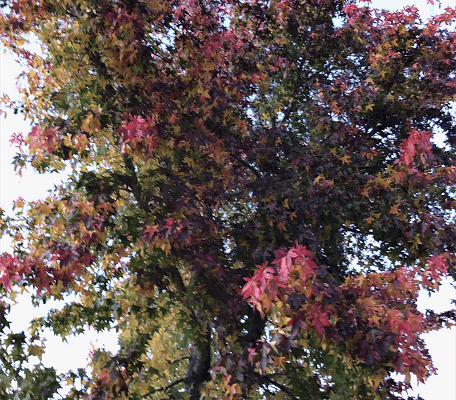 Seasonal Front Tree