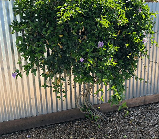 New Plantings.