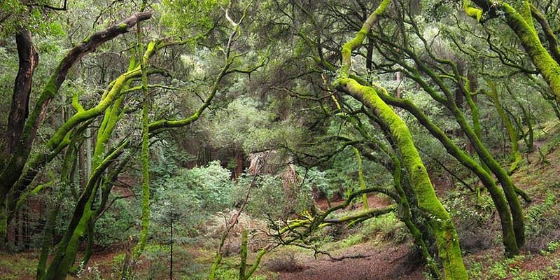 Hiking in Oakland Hills