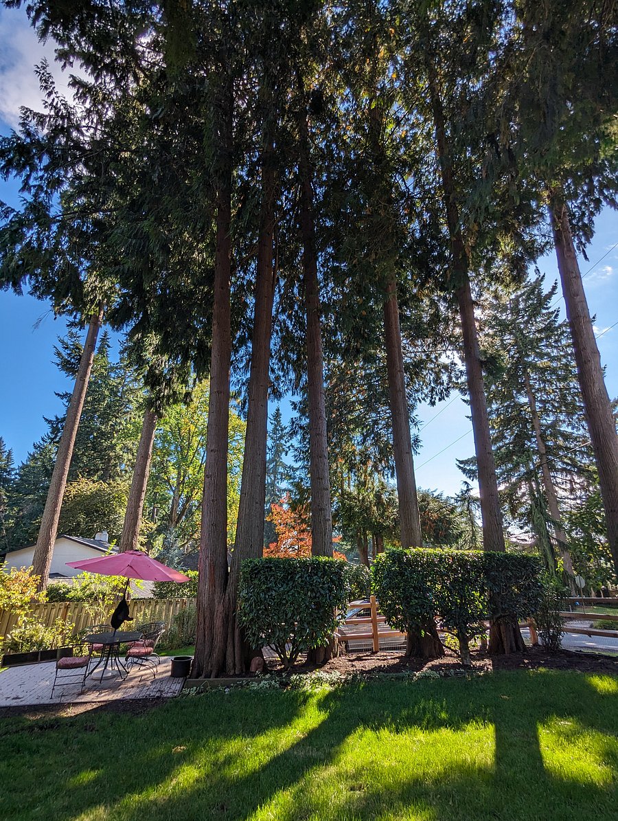 really tall trees overarching the property