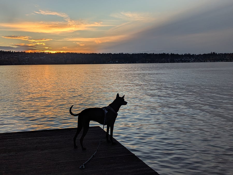 Anubis enjoys sunset just down the road