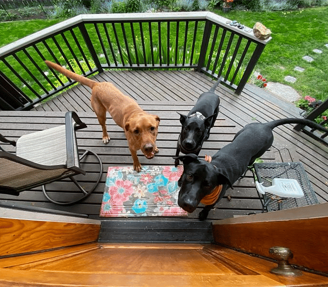 The middle dog, Anubis, lives here.