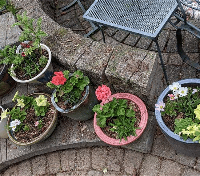 Flowers, starting up in spring.