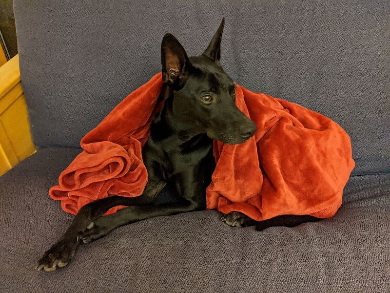 The resident dog, Anubis, a very regal Formosan Mountain Dog.