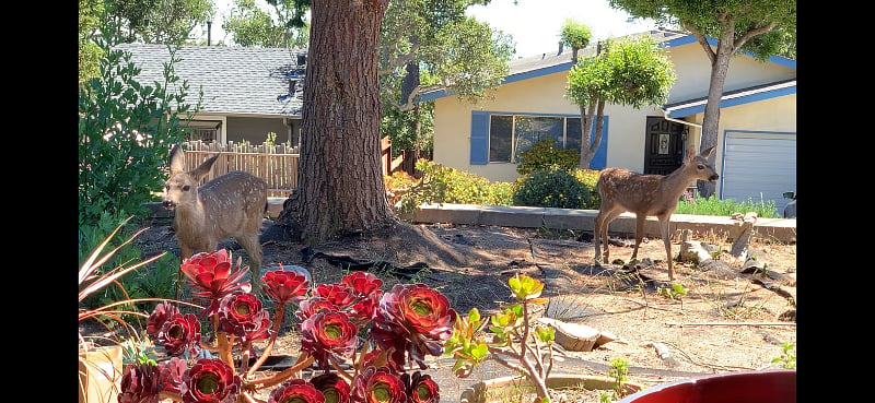 Locals enjoying the yard!