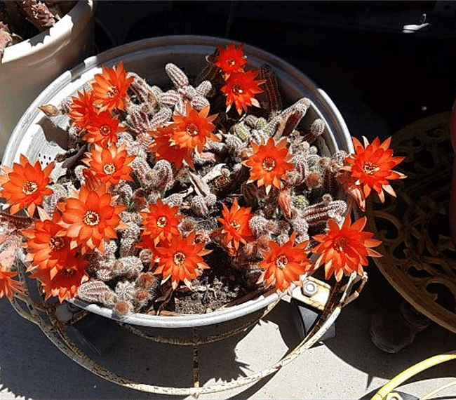 cactus flowers