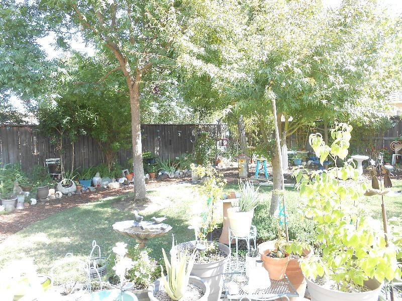 trees, flowers and feed the birds