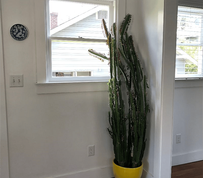 plant window