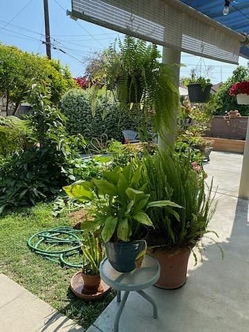 Backyard has multiple fruit trees and offers vegetables through out the summer season.