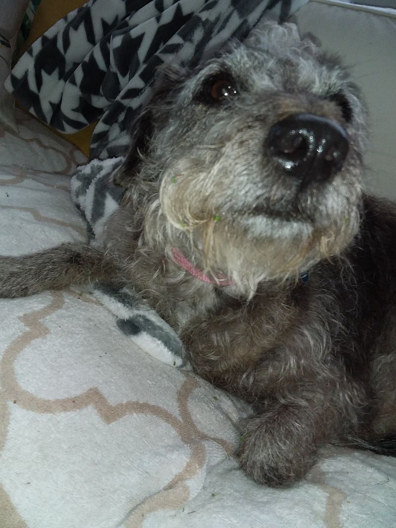 Certified therapy dog to love you