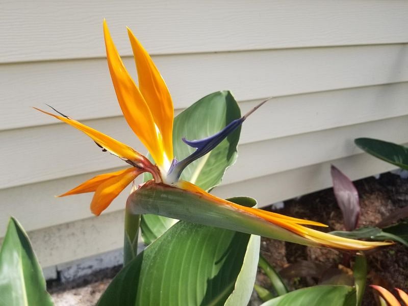 Get a feel for the tropics with the plants around the house (bird of paradise)
