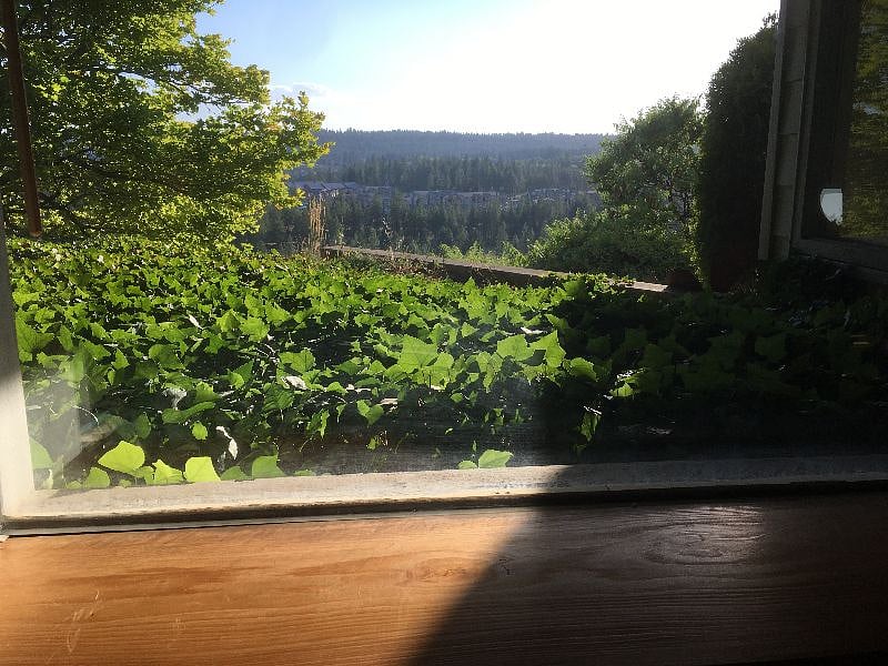 View through living room windows