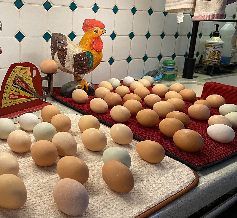 help yourself to fresh eggs