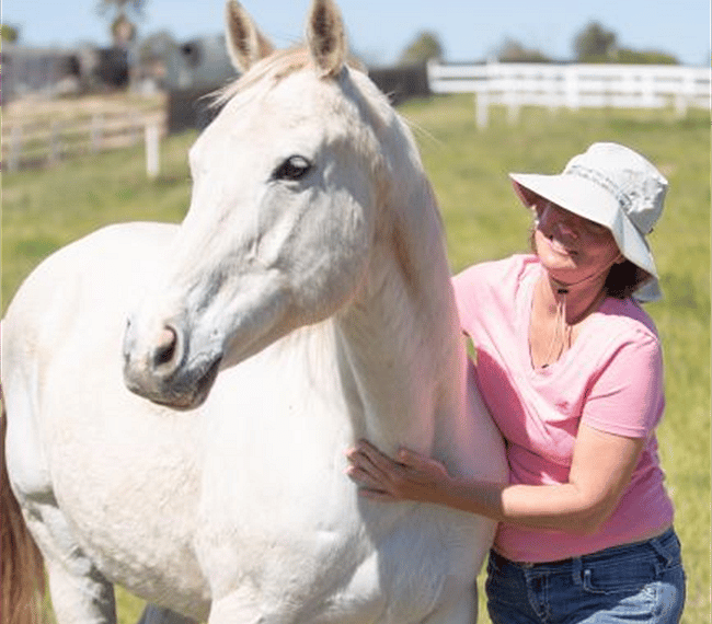 one of the equine residents.