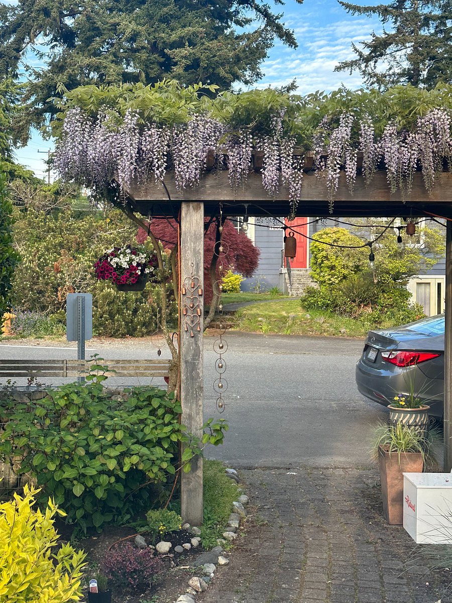 The wisteria blooms for about 2-6 weeks a year. Your view standing as you walk out the door