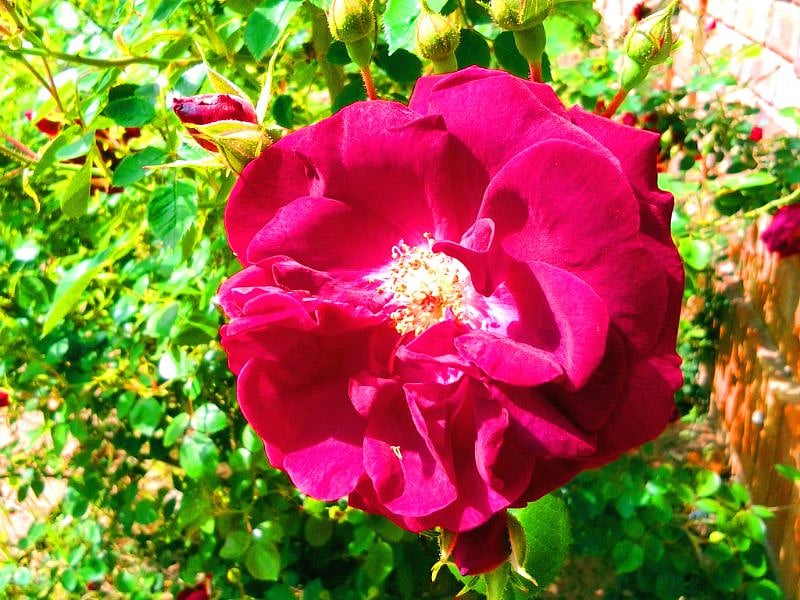Annual rose buds & blossoms