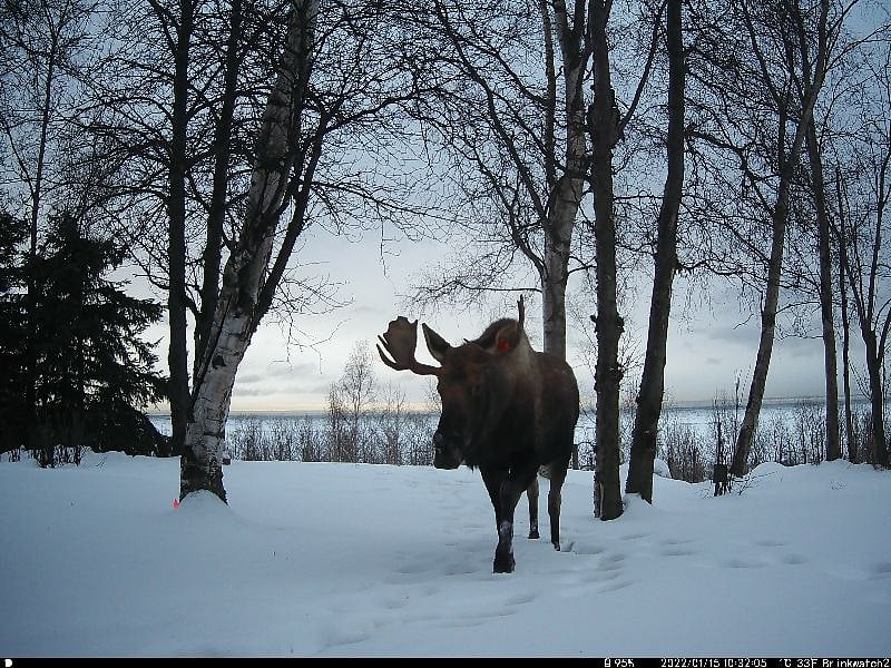 Taken with the backyard wildlife cam January 2022.