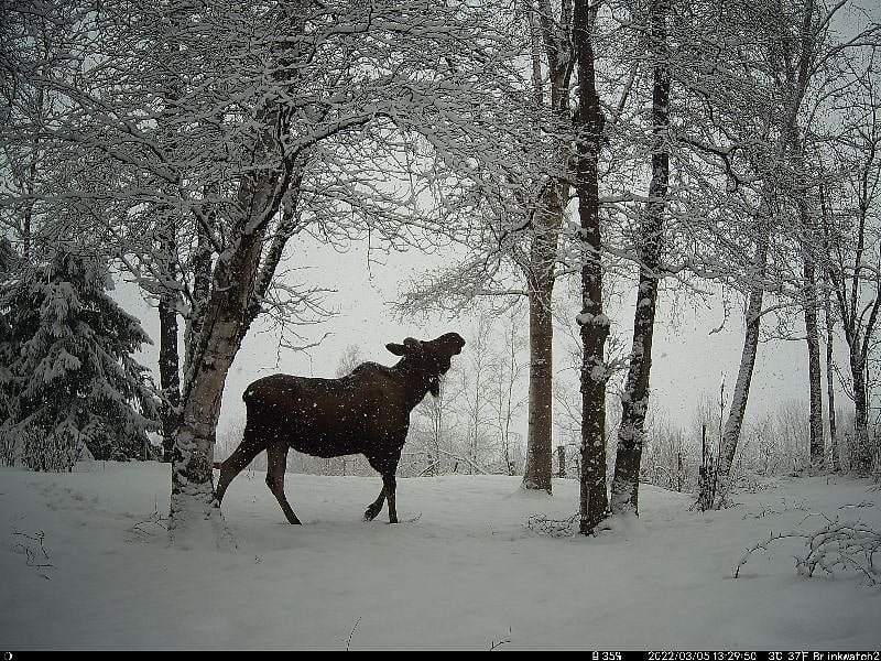 I think my favorite moose pic. From backyard wildlife cam March 2022.