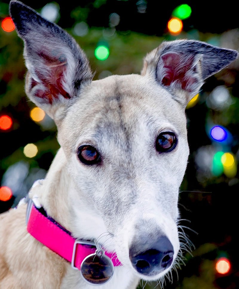 My Mona. She's a retired racing greyhound and former blood donor.