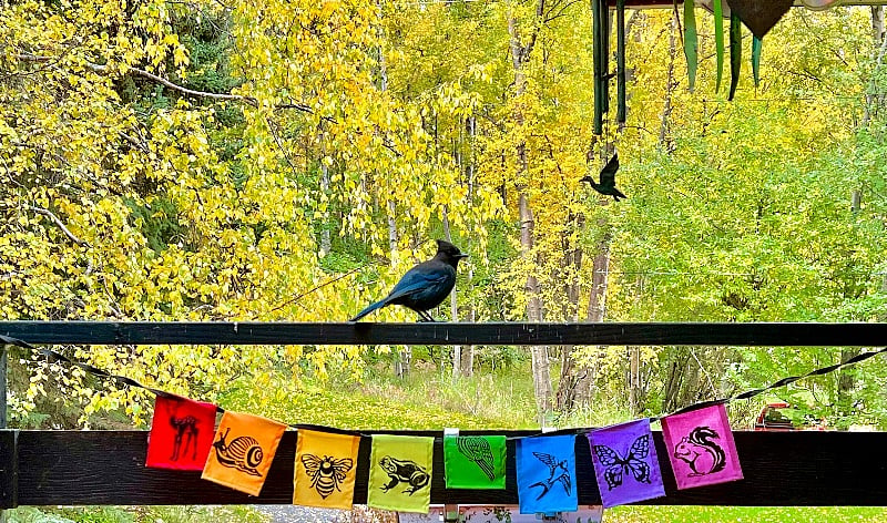 Steller Jays are frequent visitors