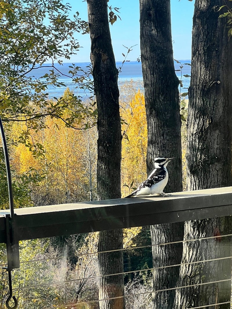 Great birdwatching