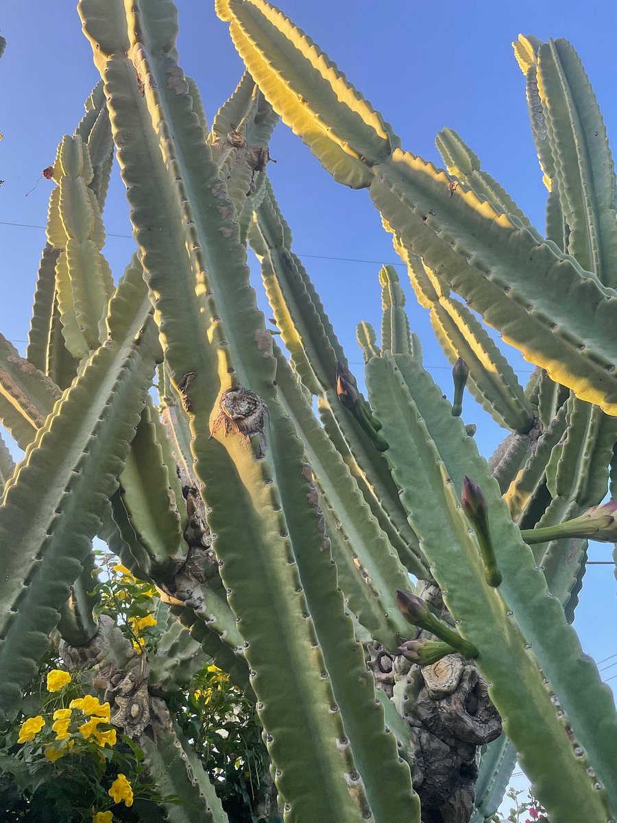 My 80 years old cactus :)