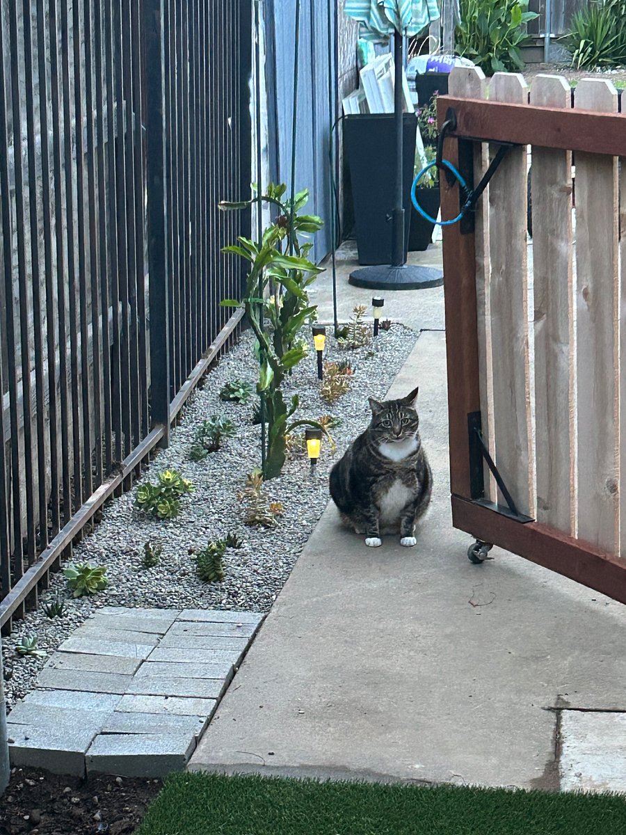Private fenced entry yard, Sweet Jupiter the tabby just a visitor.
