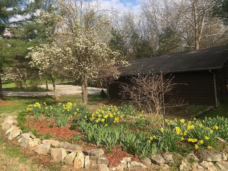 Yard in Spring