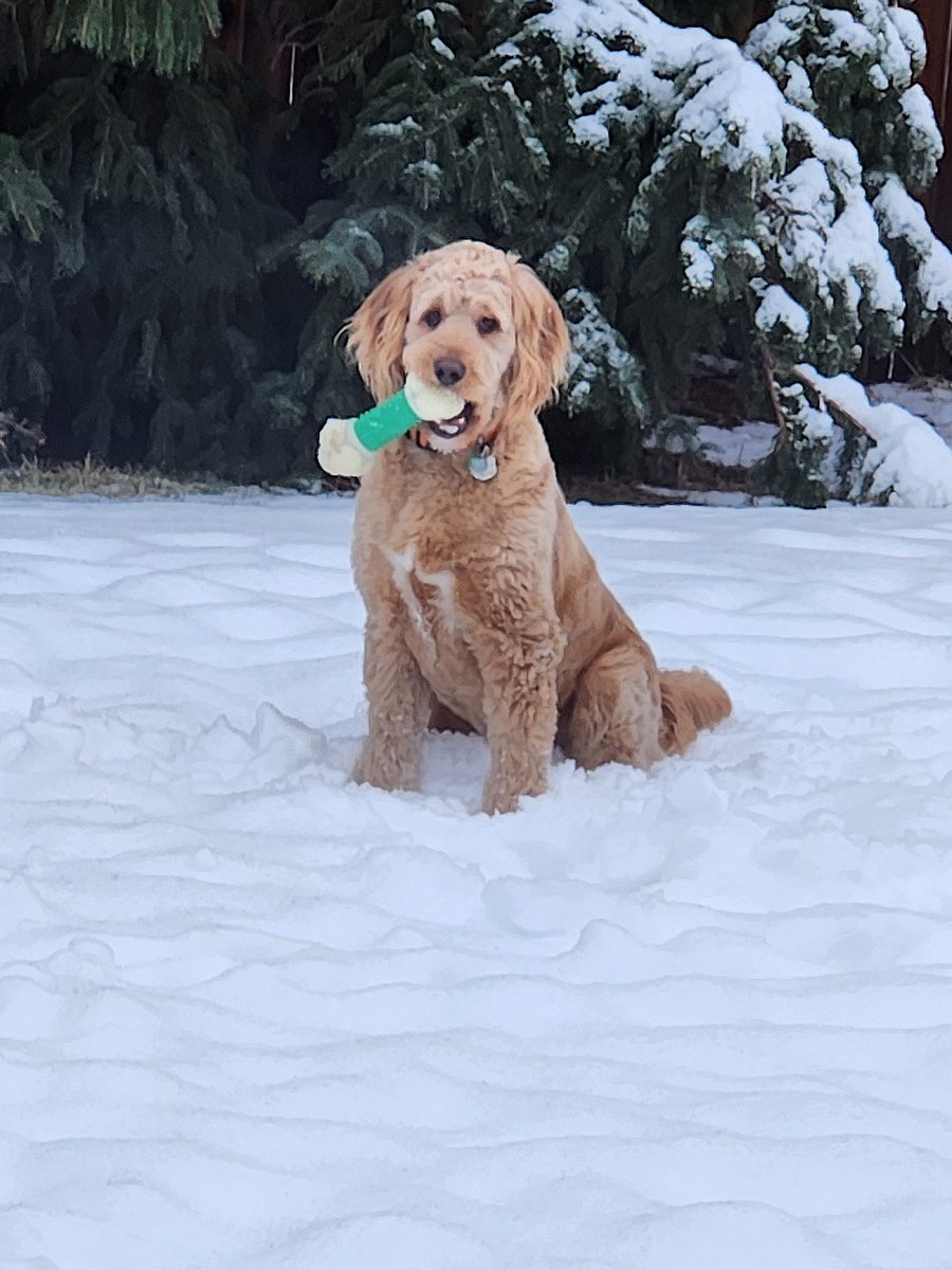 Vander the Golden doodle