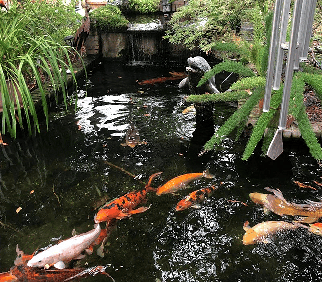 Koi pond.