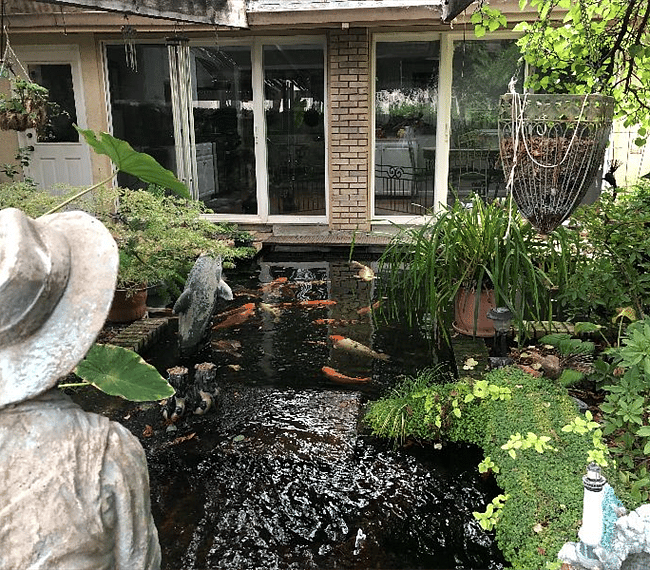 Koi pond.