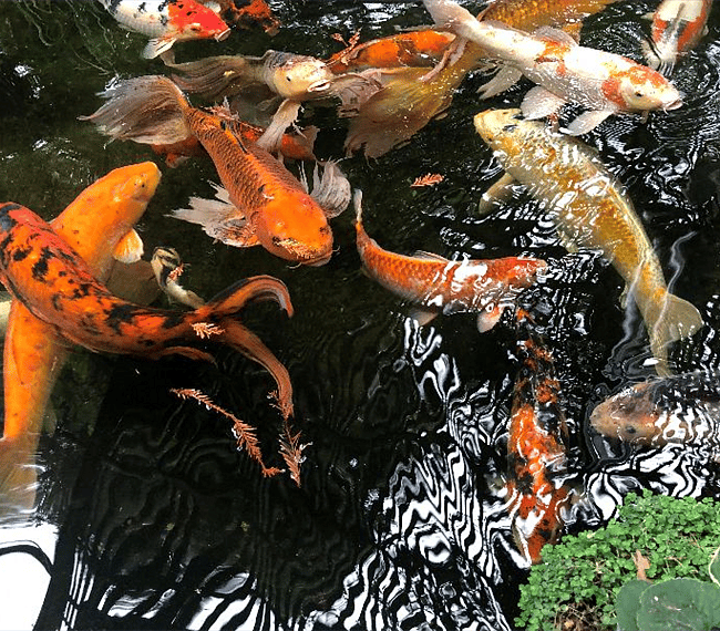Biggest koi fish that you'd ever see!