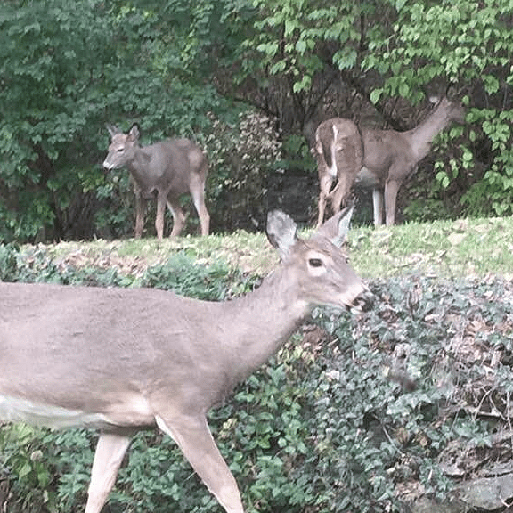 Wildlife frequently visits the backyard