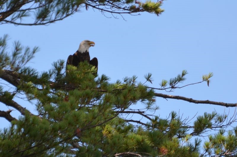 Bald Eagle in the yard