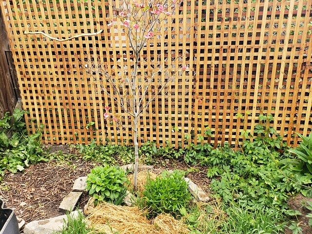 Or garden.