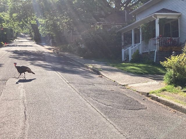 Come travel with the turkeys...