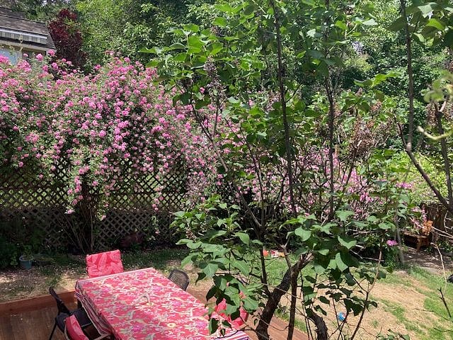 Roses abound!