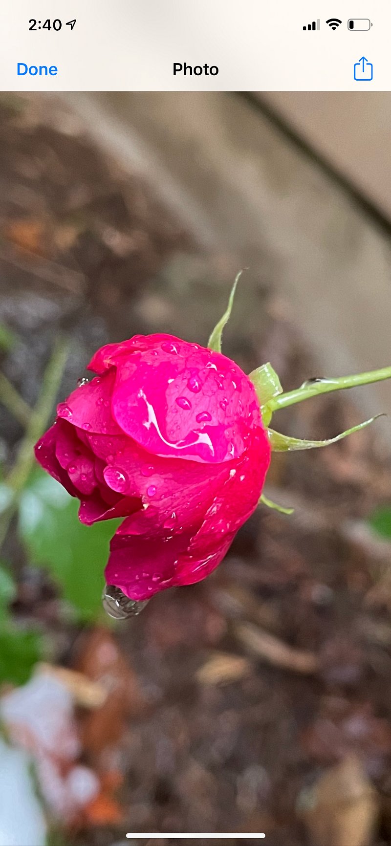 Portland's beloved flower in my backyard!!