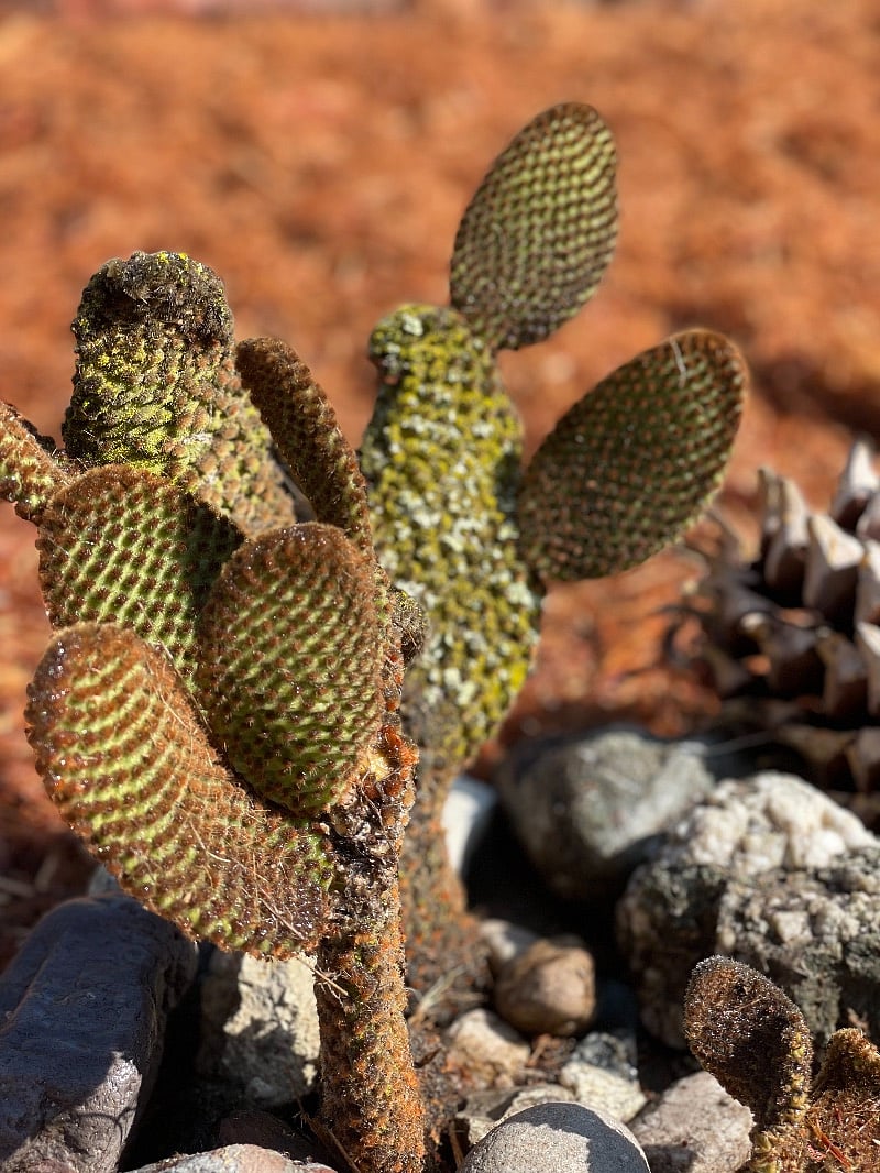 Rescued from the yard, this amazing cactus has been here for over 30 years.