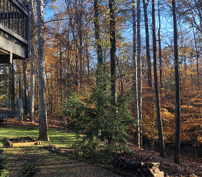 View of the private, wooded backyard.