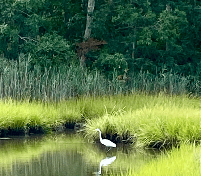 Back of house includes gorgeous views of wildlife.