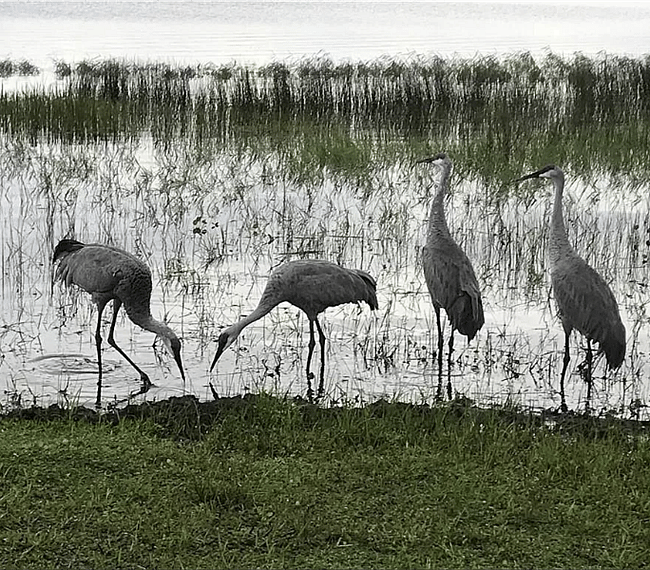 Cranes