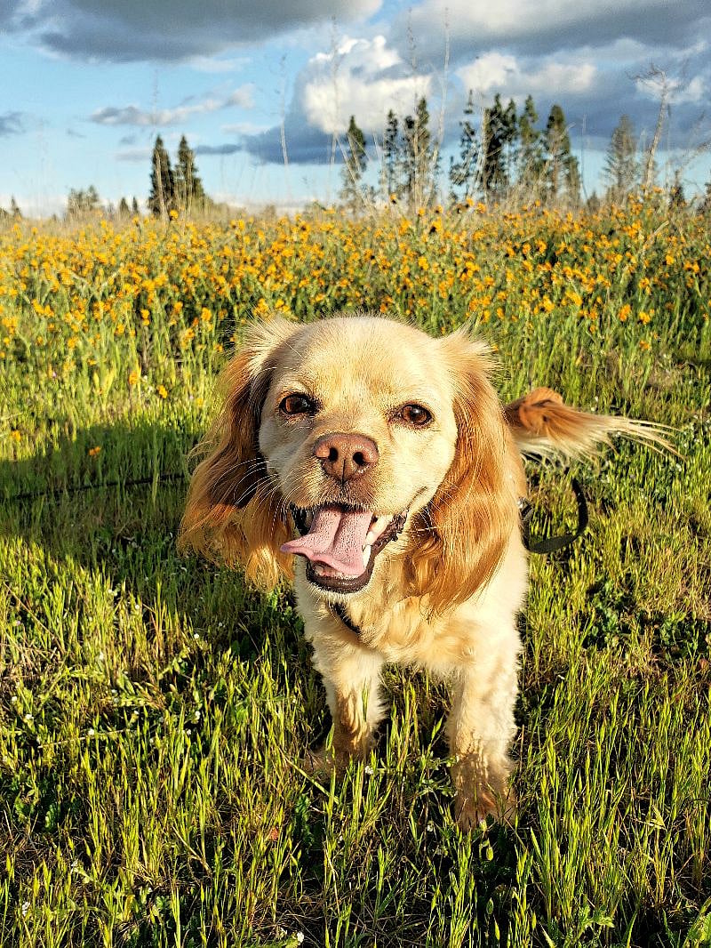 Hi, I'm Cooper. I live here too!
Cooper is a 7-year-old Kings Charles Cavalier / Cocker Spaniel mix. Everyone loves Cooper!