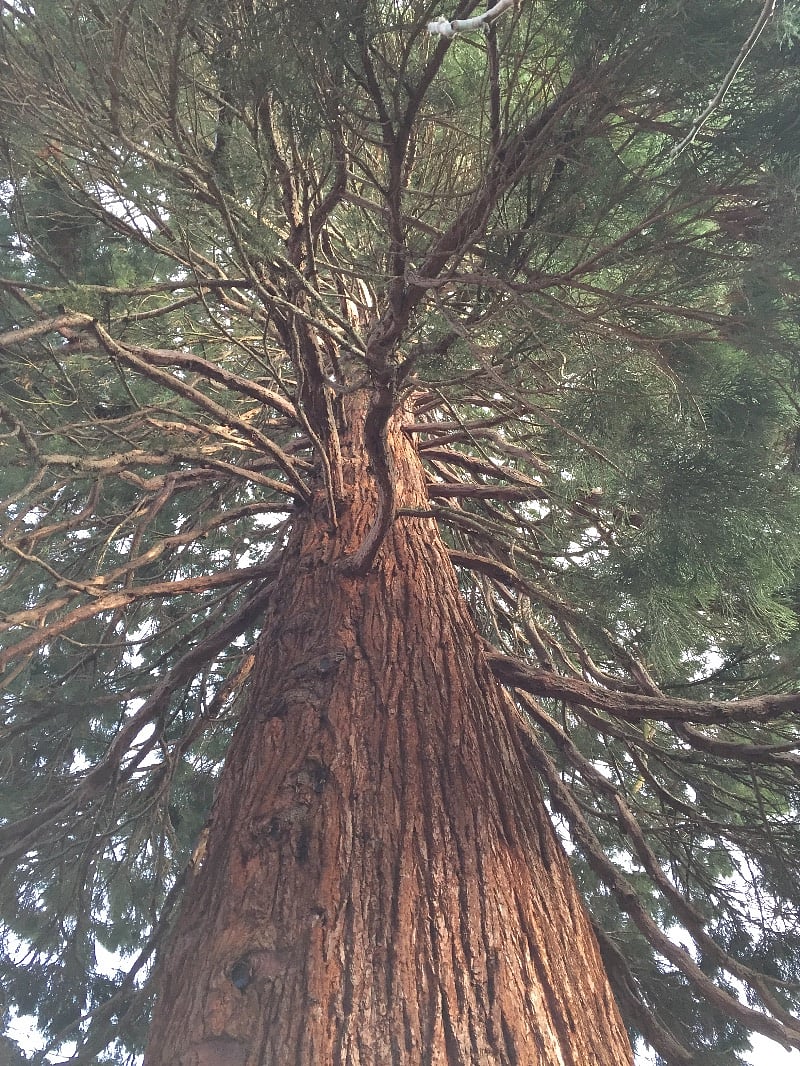 Looking up into the giant sequoia in the rear corner of our property
