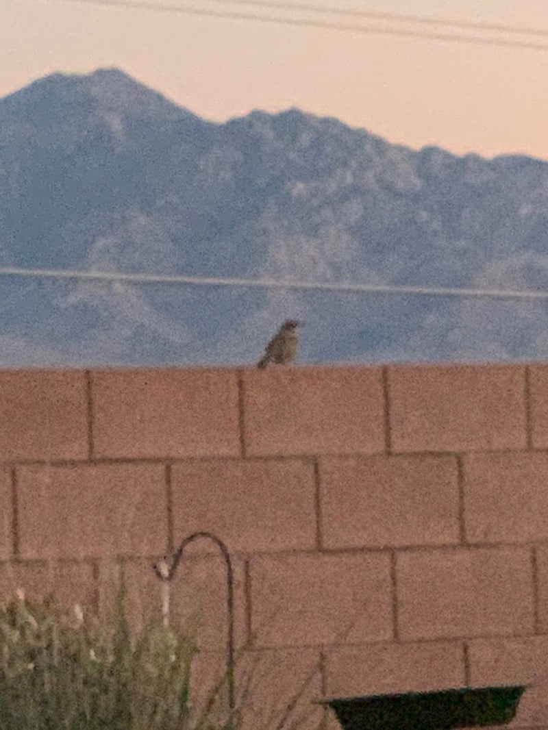 Haven for birds