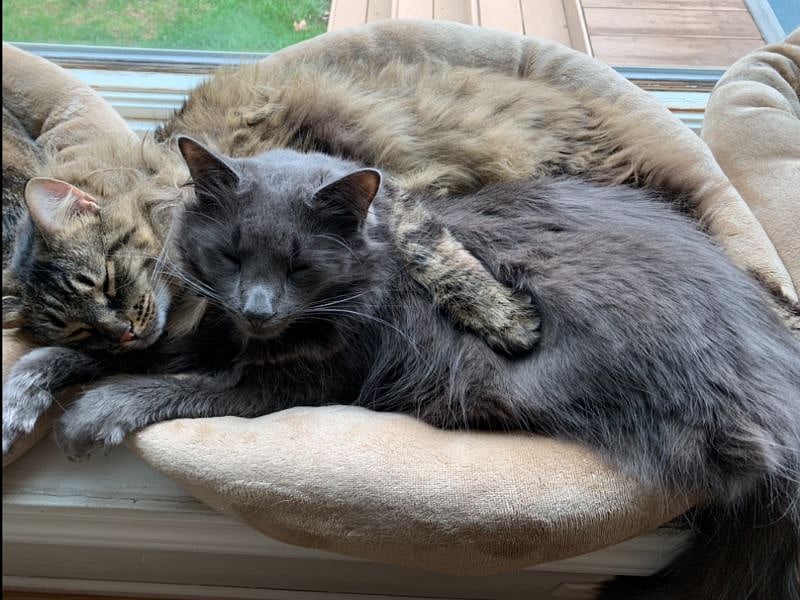 Our 2 lovingly curious adult cats Miss Sally and Woofie