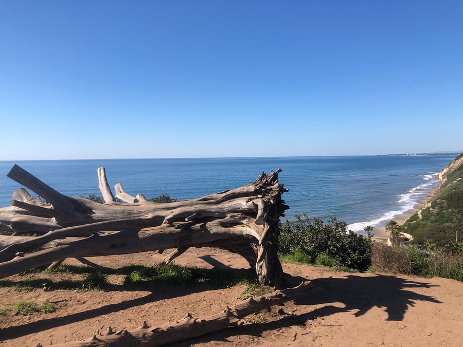 Douglas Preserve (dogs can be off leash)