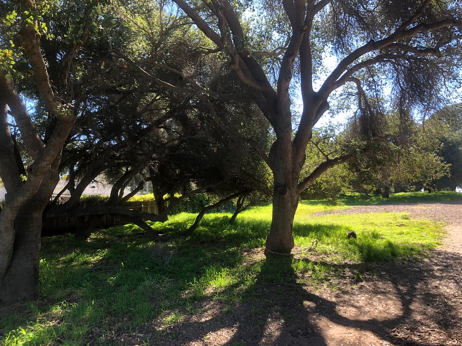 Gorgeous Douglas Preserve