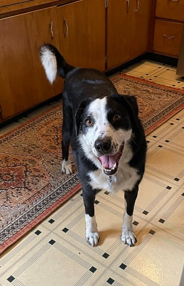 Louie will always be happy to see you :)