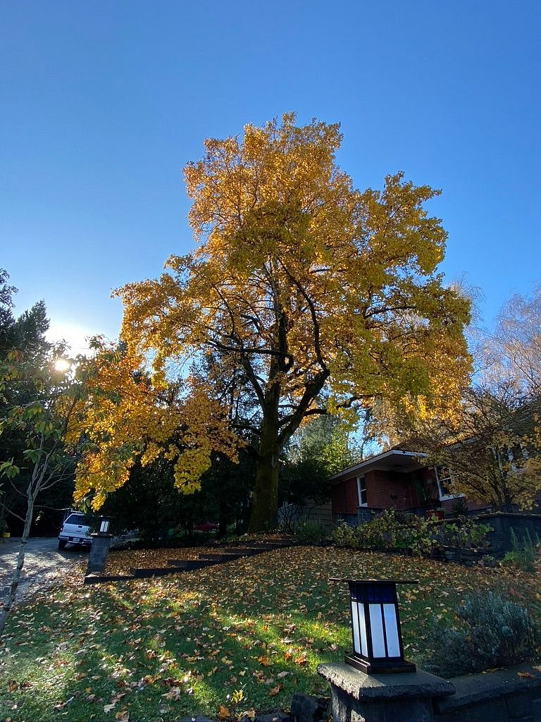 The Tulip Tree dominates the front of the house.  The yard is fenced and filled with trees, flowers and birds.